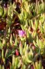 PICTURES/California Coastline, Fort Ross and a Little Wine/t_Coastline16.jpg